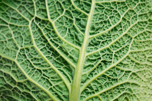 Макрофон текстуры листьев капусты Савой
 - Фото, изображение