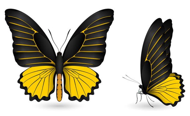 カラフルな蝶のセットです。正面図と側面図 - ベクター画像