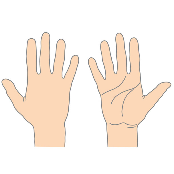 menschliche Handfläche außen und innen - Vektor, Bild