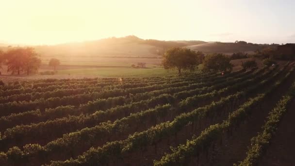 Drone video - vliegen over een Italiaanse wijngaard - Video