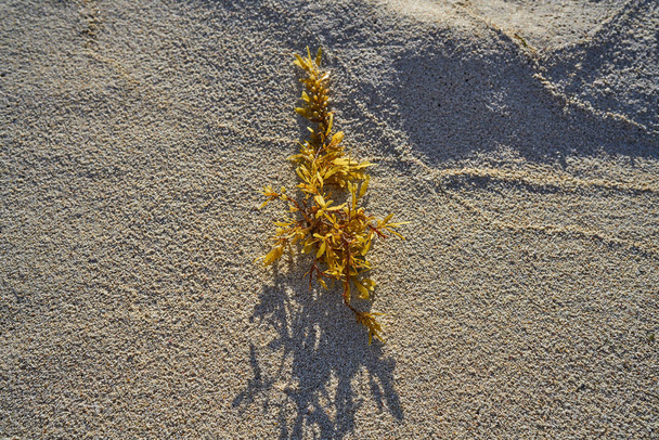 Deniz yosunu varek Meksika Karayipler Beach - Fotoğraf, Görsel