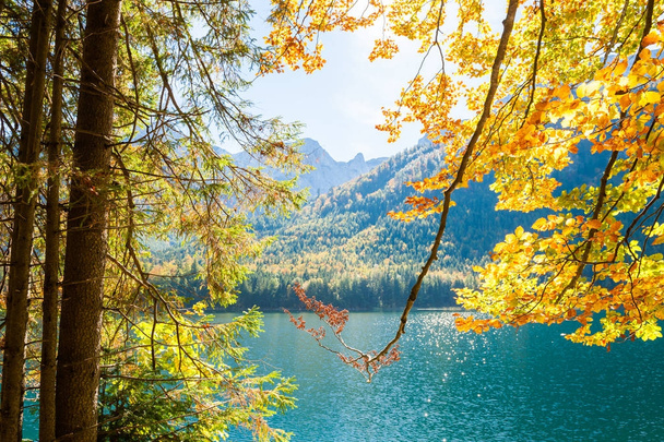 Sárga őszi fák-tó partján.  - Fotó, kép