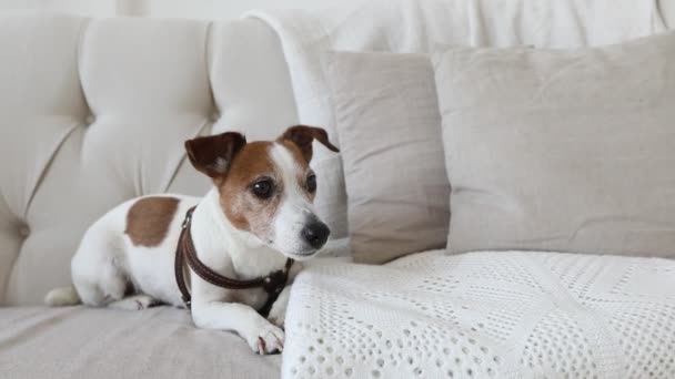 Piccolo cagnolino sul divano - Filmati, video