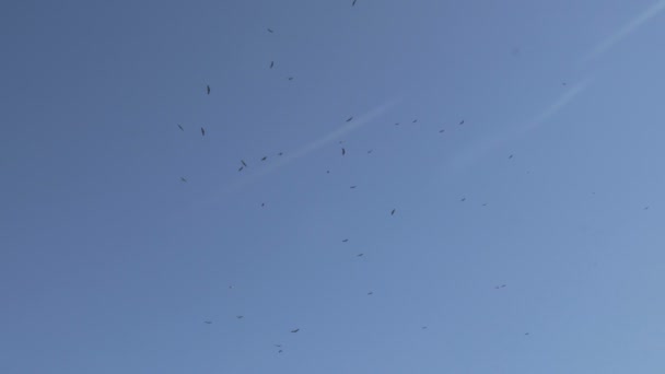 Hejno rostoucí pouště eagles - Záběry, video