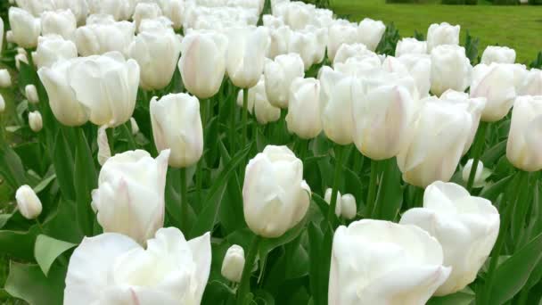 Heldere tulpen flowerbed in Keukenhof - Video