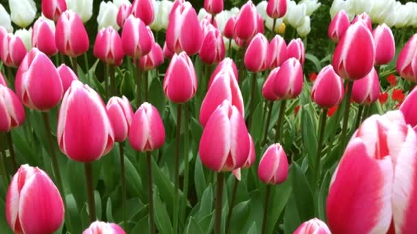 Světlé tulipány záhonu v Keukenhofu - Záběry, video