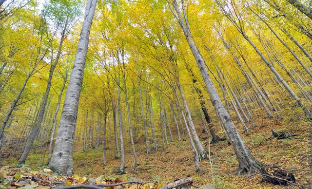 árboles de otoño en el bosque - Foto, Imagen