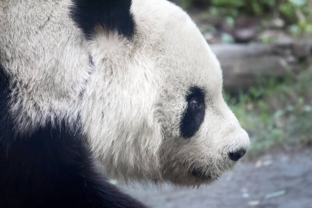 Панда голова
, - Фото, зображення