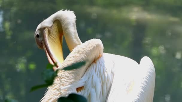 Beyaz bir Pelical tüyleri bir göl kıyısında temizler - Video, Çekim