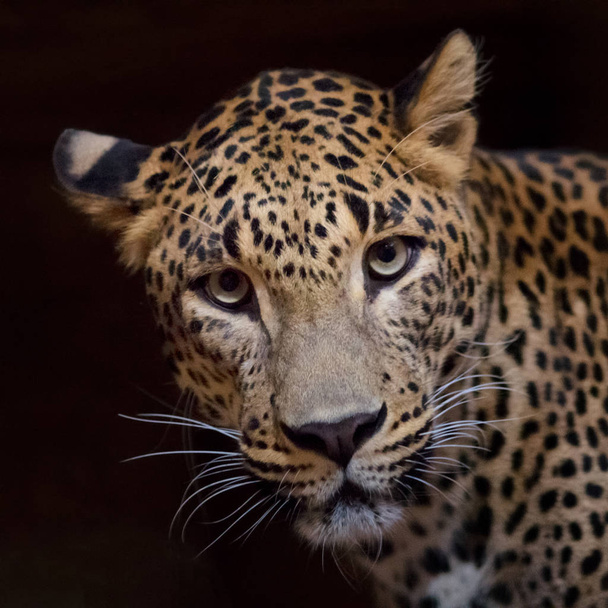 eine Frontansicht von Jaguar. - Foto, Bild