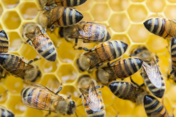 Des abeilles en nid d'abeille, dans la ruche
 - Photo, image
