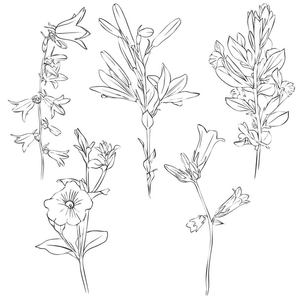 vector drawing flowers - Vektör, Görsel