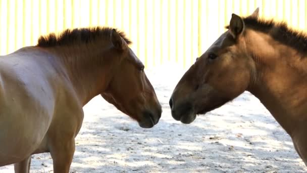 Dwa konie brązowy patrzeć na siebie romantycznie w Zoo - Materiał filmowy, wideo