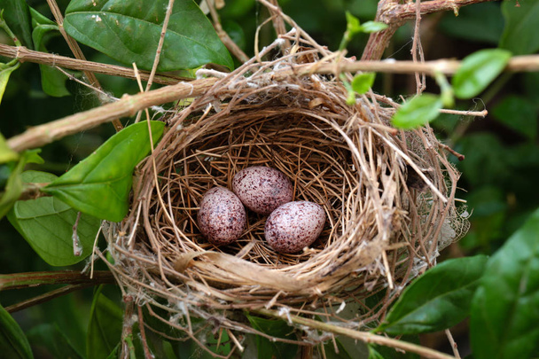 3 αυγά πουλιών στη φωλιά του πουλιού στο δέντρο - Φωτογραφία, εικόνα