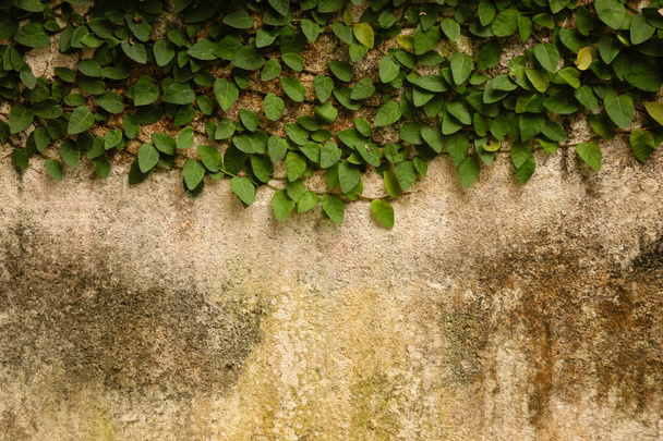 Green plant on the cement wall for background. - Φωτογραφία, εικόνα