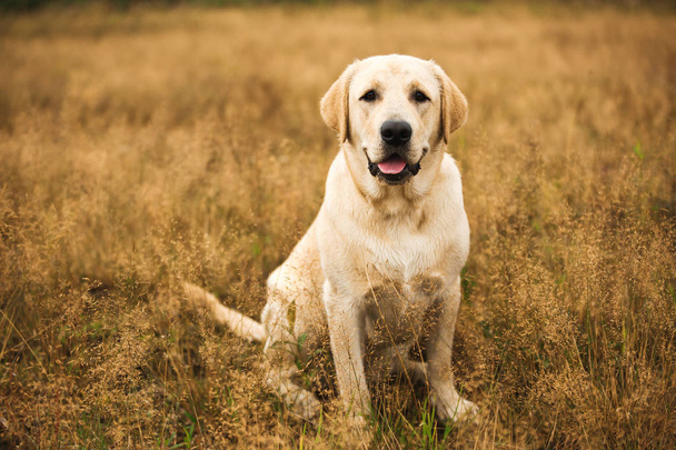 Dog sitting in tranquil field - Zdjęcie, obraz