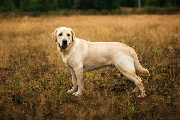 Dog standing in tranquil field - Fotó, kép