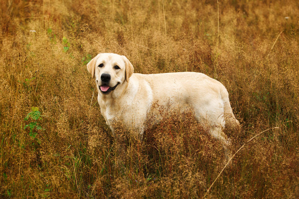 Dog standing in tranquil field - Foto, Imagen