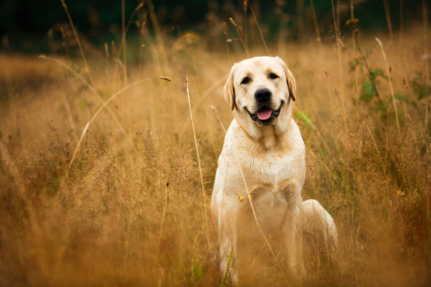 Dog sitting in tranquil field - Фото, изображение
