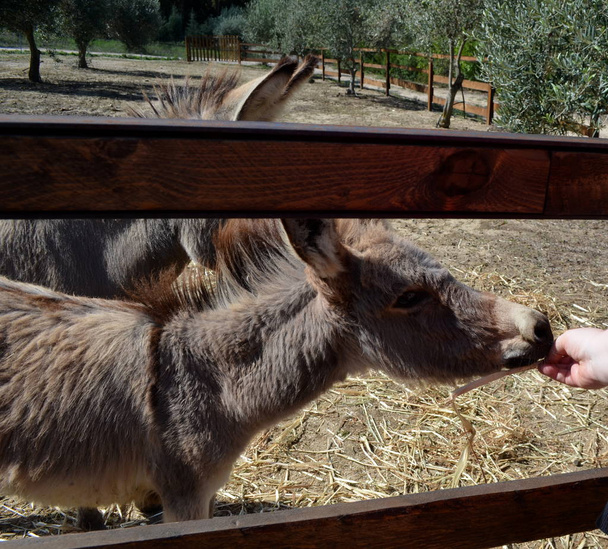 Esel hinter einem Holzzaun in sardinien italien - Foto, Bild