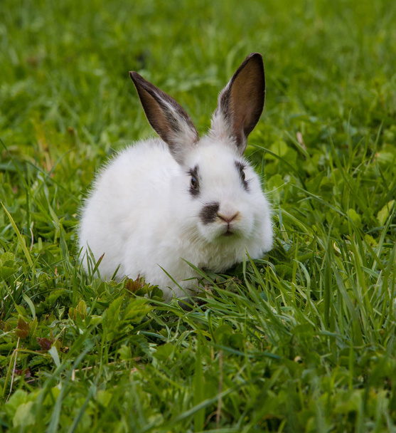 Cute white rabbit eating Basil leaf. - Photo, Image