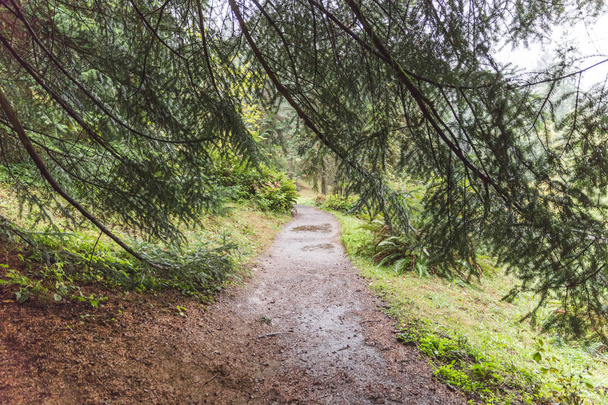 Muddy pěší cesta v lesoparku - Fotografie, Obrázek
