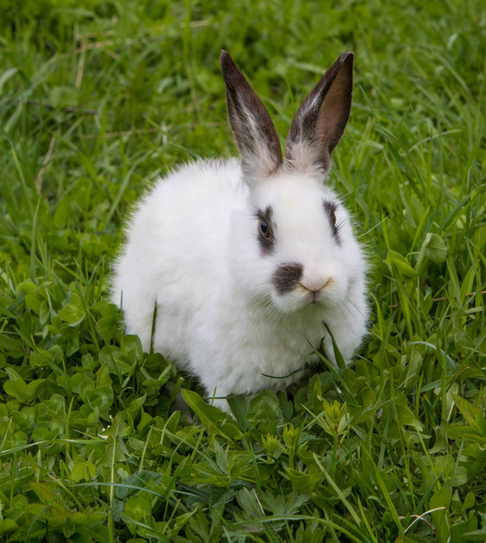 緑の芝生の美しい小さい白いウサギ - 写真・画像