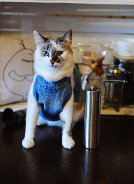 Gyönyörű kék szemű macska a farmer mellény, a kávédaráló. Üres label, tér, design. Alternatív sör - Fotó, kép