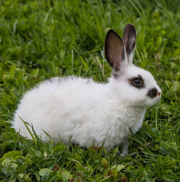 Вид на белого кролика на зеленой траве
 - Фото, изображение