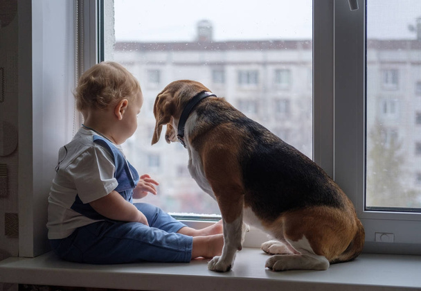 European boy and the Beagle regarde par la fenêtre
 - Photo, image