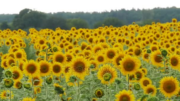 Sunflowers in the Field Swaying in the Wind. Slow Motion - Záběry, video