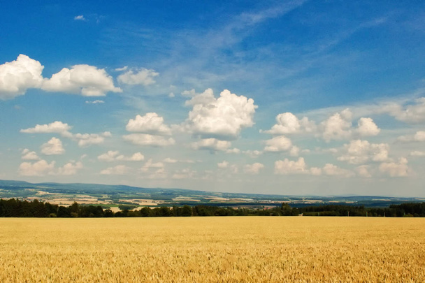 Hermoso paisaje agrícola mostrando trigo maduro en el día de verano
 - Foto, Imagen
