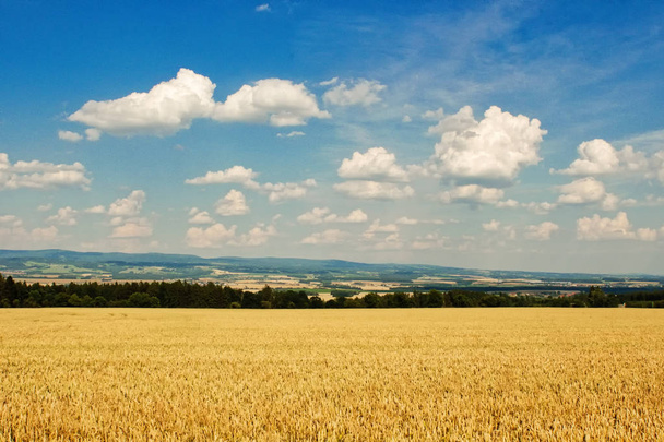 夏の日の熟した小麦を示す美しい農村景観 - 写真・画像