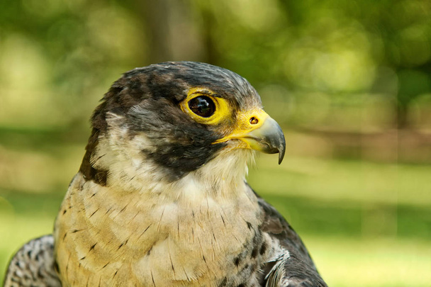 Halcón peregrino (Falco peregrinus) con fondo borroso
 - Foto, imagen