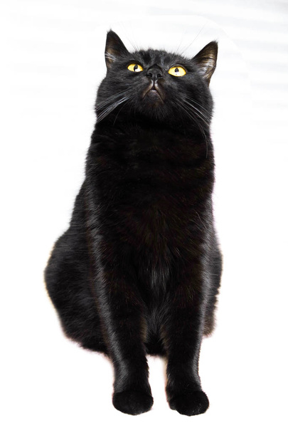Black cat. Black beautiful cat on a white background.  - Foto, afbeelding