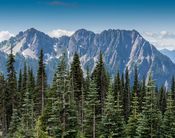 Evergreens and Mountains in Mount Rainier - Photo, Image