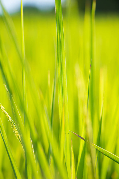 Feuille de riz vert sur fond de lever de soleil
 - Photo, image
