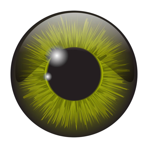green iris eye realistic  vector set design isolated on white ba - Vector, Image