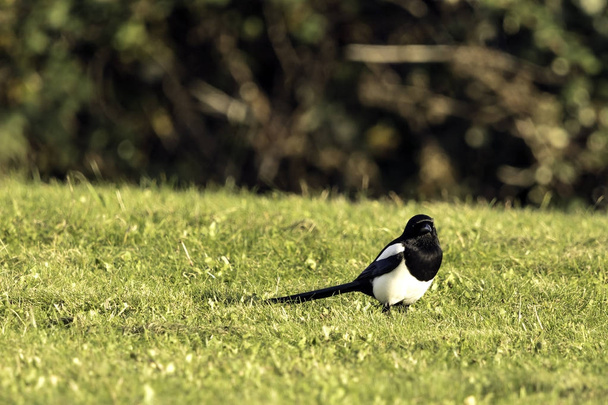 Wild magpie in the park - Bedfont Lakes Country Park - Photo, Image
