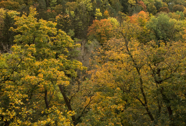 秋の森の自然な背景 - 写真・画像