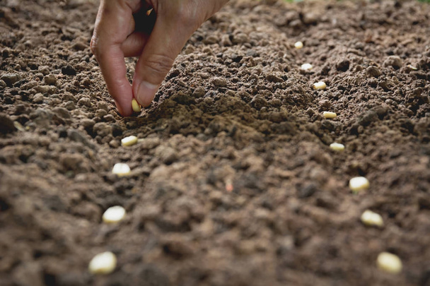 Koncept semenářství lidskou rukou, semeno v půdě s rostlinou. - Fotografie, Obrázek