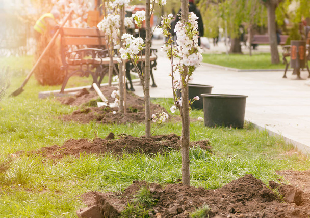 mladý, kvetoucí stromy vysázeny v parku na jaře, filte - Fotografie, Obrázek