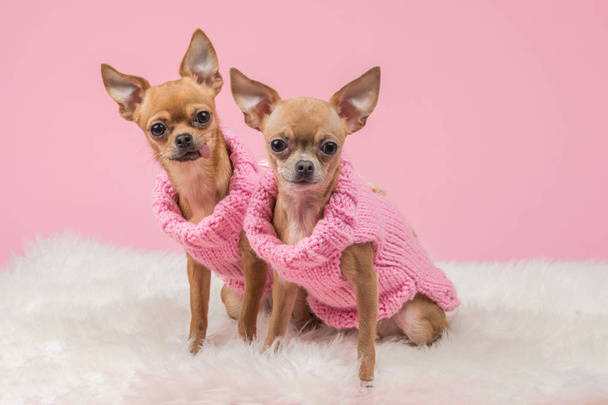 gekleidete niedliche Chihuahua-Hunde in rosa Strickpullovern und vor rosa Hintergrund, die in die Kamera schauen - Foto, Bild