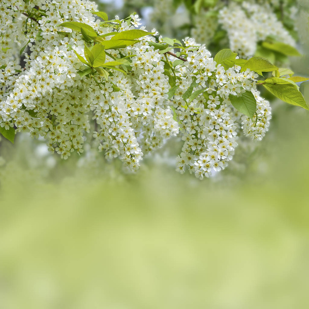 Delicate fragrant white inflorescences of flowering bird cherry  - Φωτογραφία, εικόνα