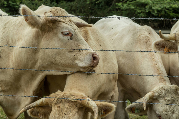 Mucche al pascolo su un campo erboso verde in una giornata di sole, Normandia, Francia. Allevamento di bovini, concetto di agricoltura industriale. Paesaggio paesaggistico estivo, pascolo per bestiame domestico. Da vicino.
. - Foto, immagini