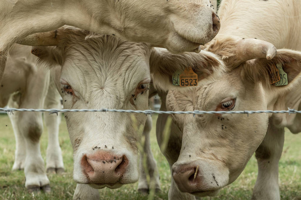 Коровы пасутся на зеленом травянистом поле в солнечный день, Нормандия, Франция. Разведение скота, концепция промышленного сельского хозяйства. Летний сельский пейзаж, пастбища для домашнего скота. Закрыть
. - Фото, изображение