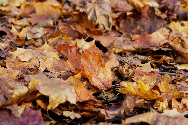 Outono folhas amarelas de bordo no parque jazem no chão
. - Foto, Imagem