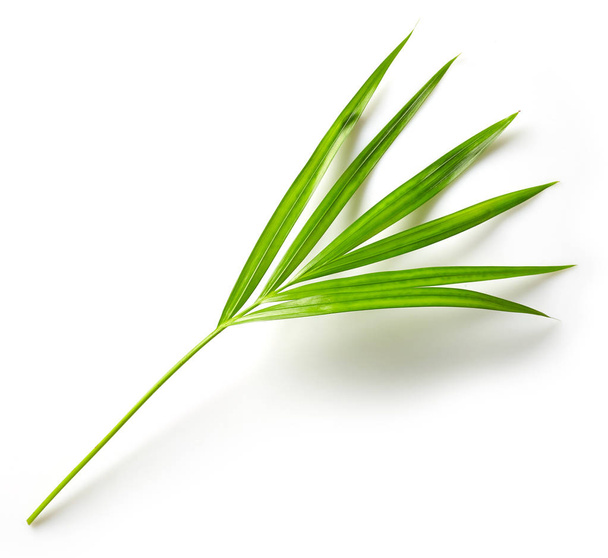 feuille de palmier Areca
 - Photo, image