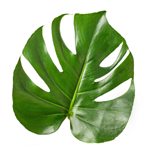 Folha tropical da planta Monstera
 - Foto, Imagem