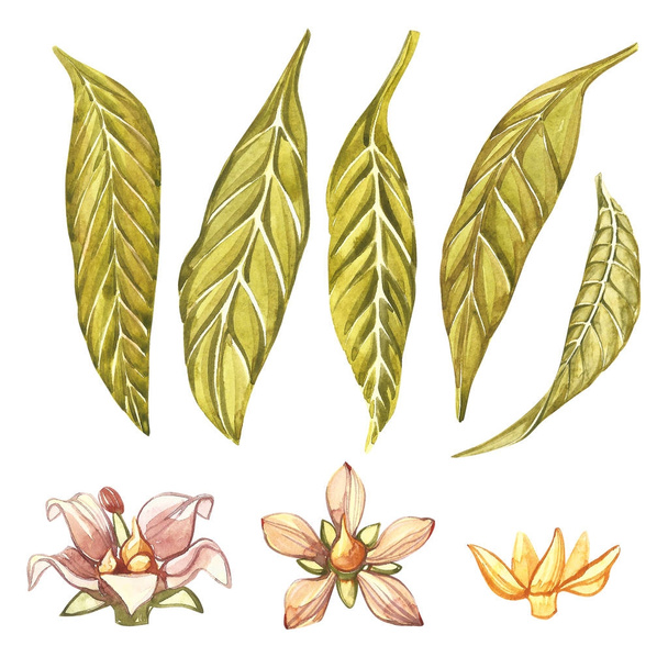 Set of Watercolor botanical illustration. Mango Fruit and flowers isolated on white background. - Фото, зображення